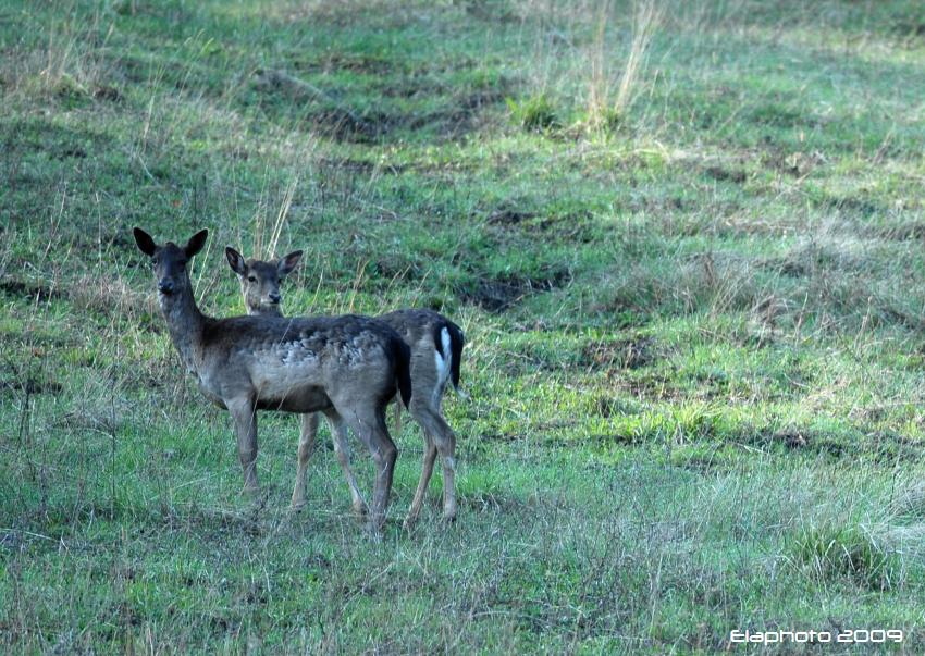 Daino: colorazione del mantello e altro...